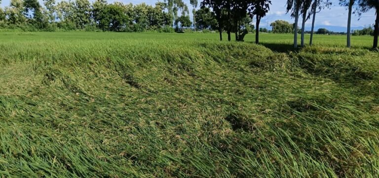 कटाई से पहले खेतों में बिछी धान की फसल, – —— किसानों की बढ़ी चिंता